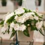 New Guinea Impatiens – Super Sonic White – 8″ Hanging Basket